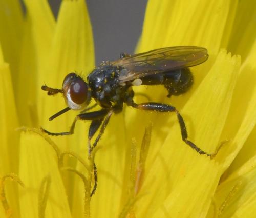 Thecophora sp.